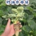 精选草莓苗奶油草莓苗支持一件代发诚招电商可指导经营
