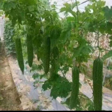 苦瓜苗抗病好产量高，包成活，专业育苗质量保证
