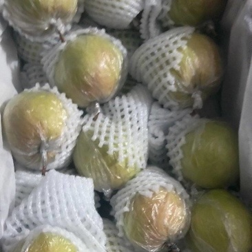 隰县玉露香梨