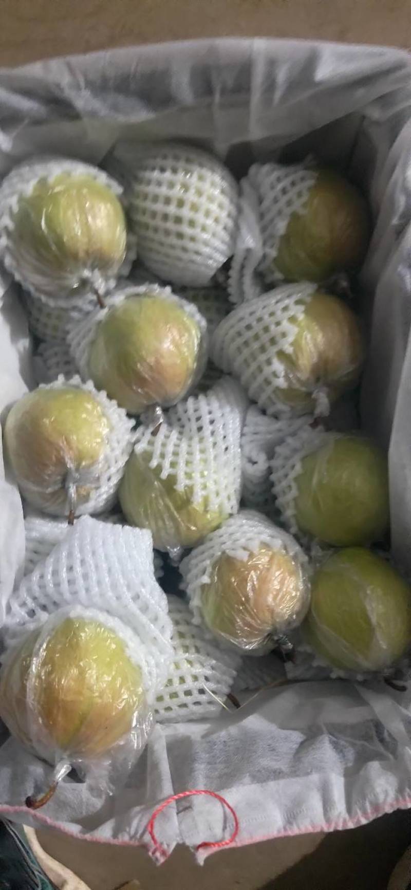 隰县玉露香梨