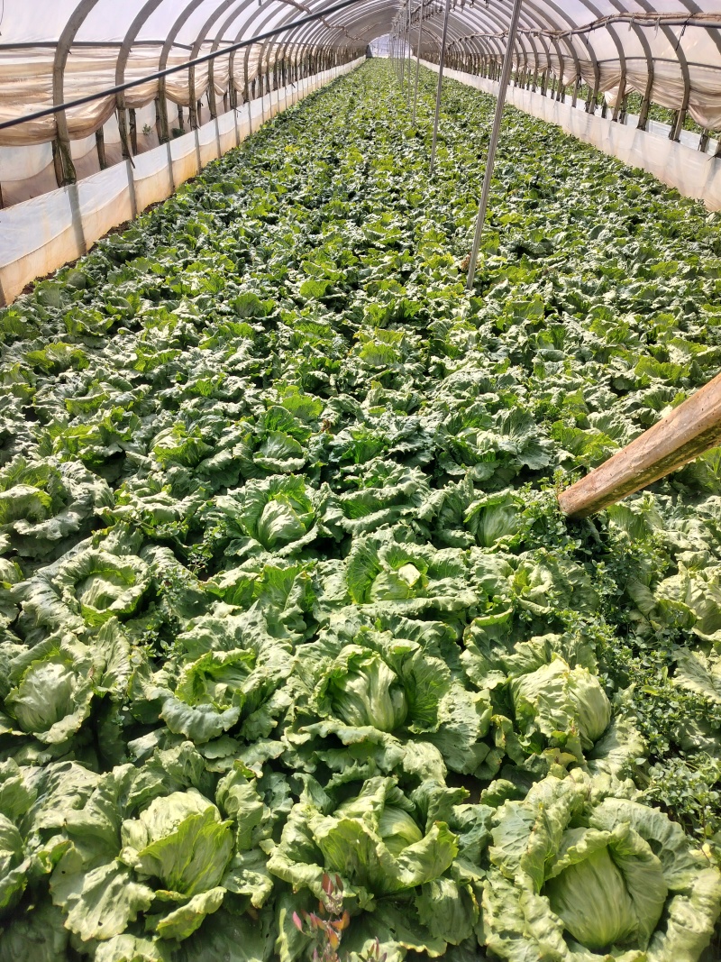 团生菜