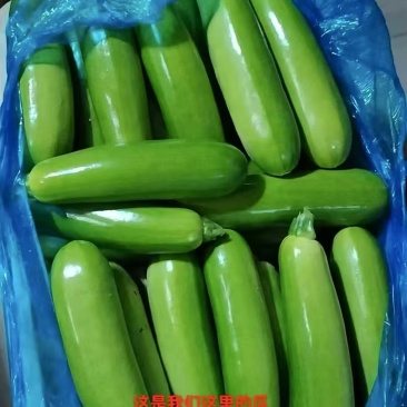 西葫芦，产地直供，大量有货，欢迎采购，量大从优