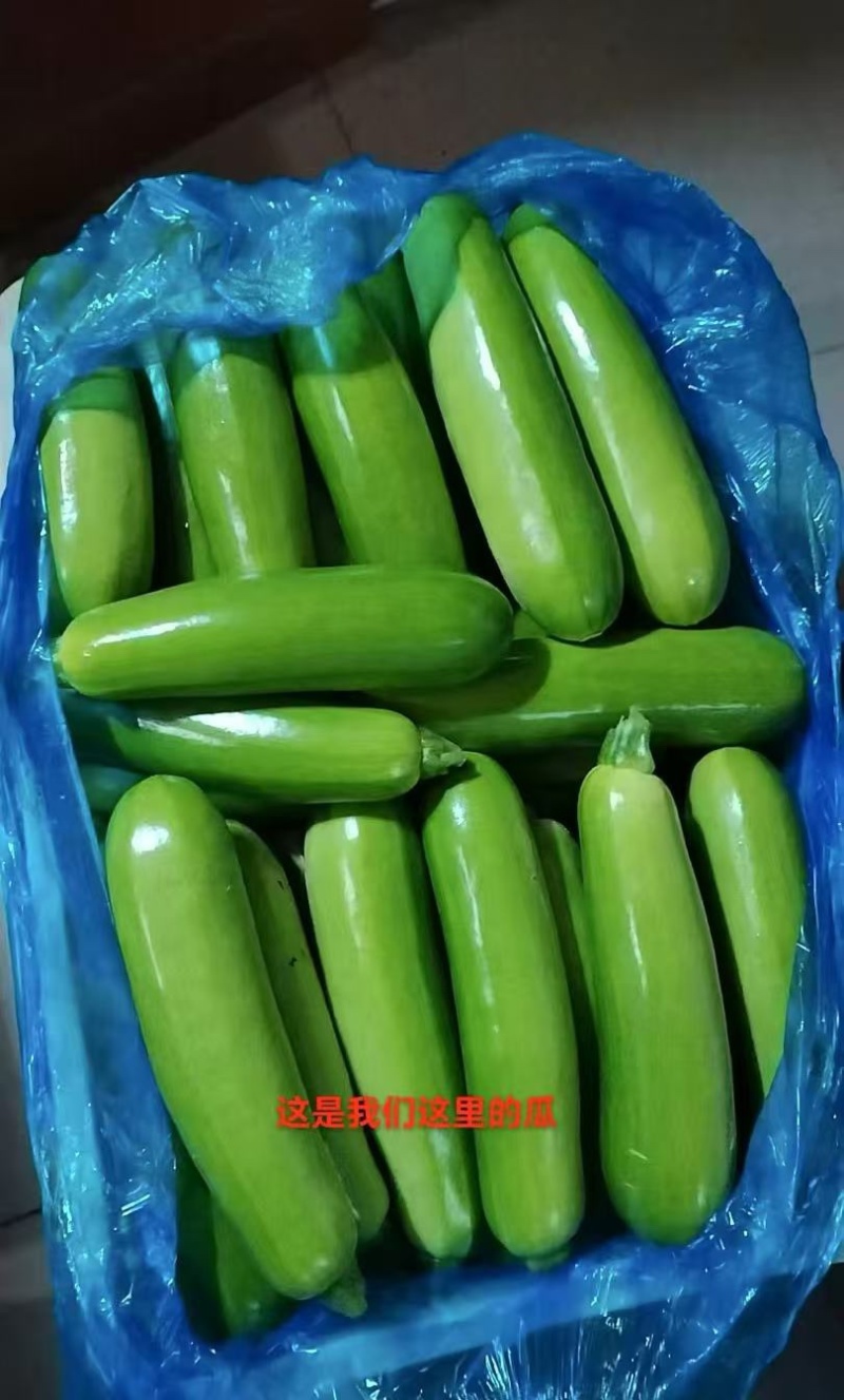 西葫芦，产地直供，大量有货，欢迎采购，量大从优