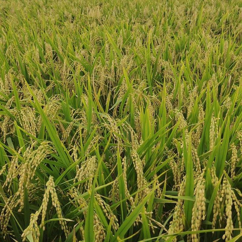 原阳黄金晴大米从种植到收割加工大米，盐碱地种植，黄河水灌
