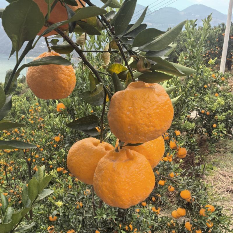 巴东碰柑基地直发货源充足支持视频看货选货
