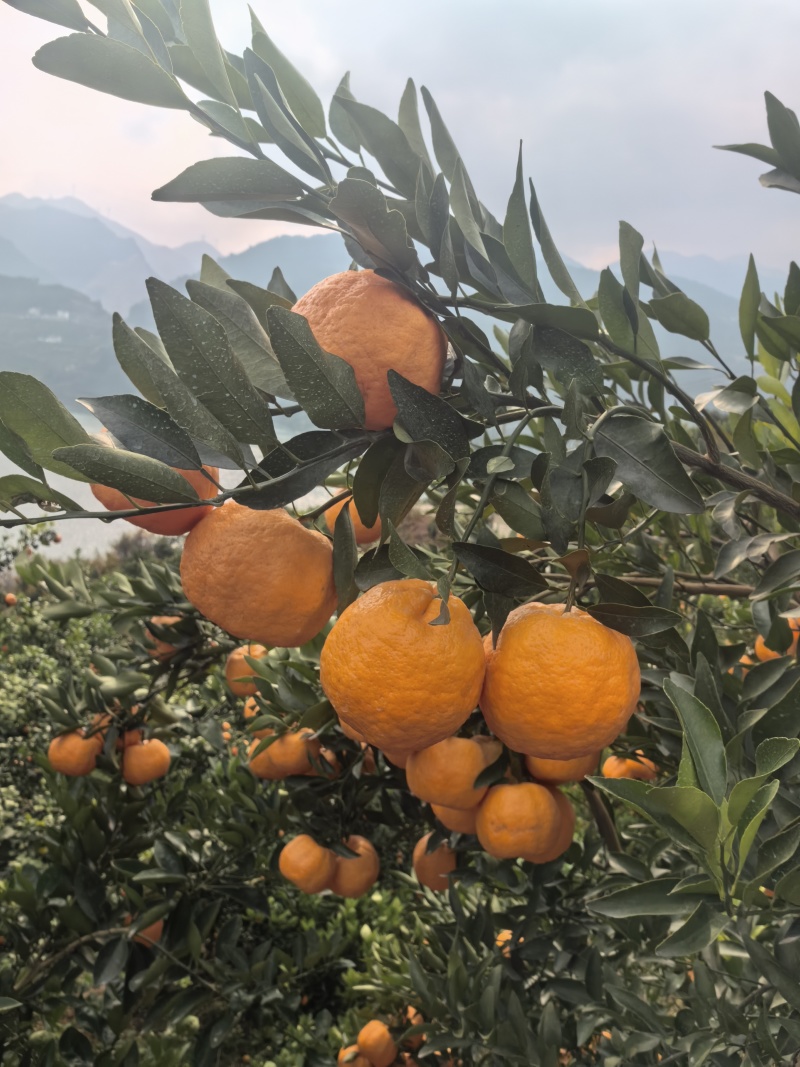 巴东碰柑基地直发货源充足支持视频看货选货