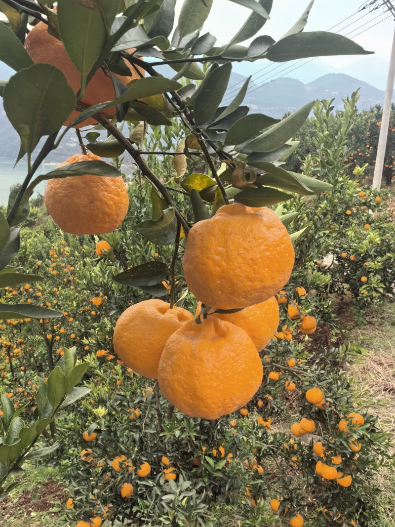巴东碰柑基地直发货源充足支持视频看货选货