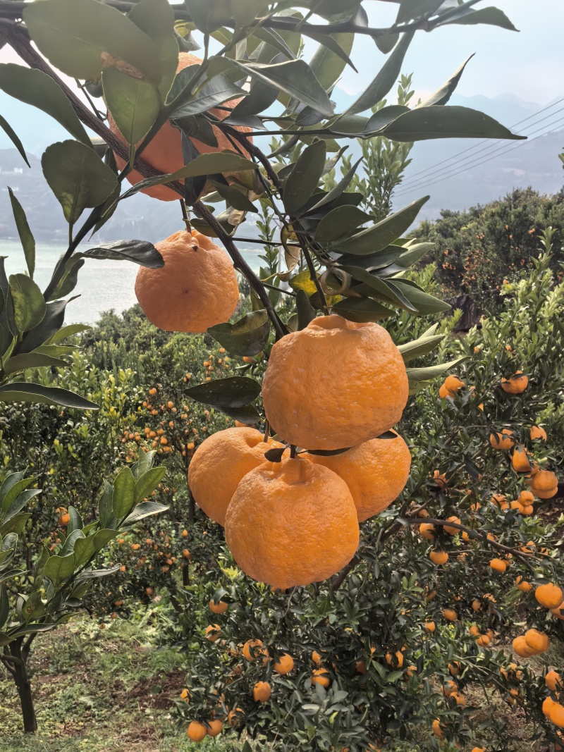 巴东碰柑基地直发货源充足支持视频看货选货
