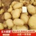 精品新土豆:颜色个头薯型三优，质量保证量大从优。