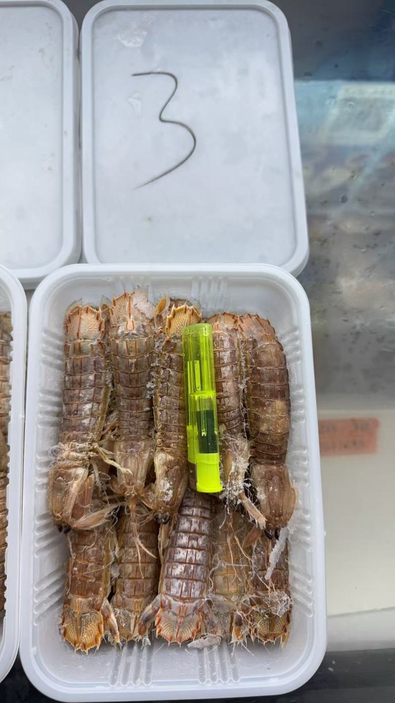皮皮虾