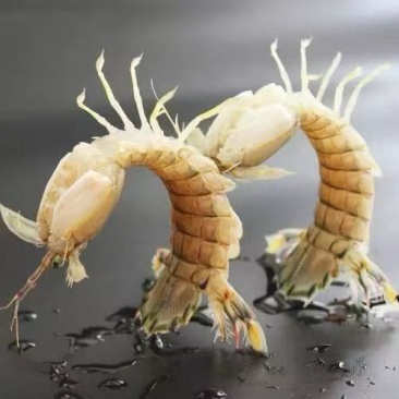皮皮虾肉质饱满皮皮虾
