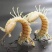 皮皮虾肉质饱满皮皮虾