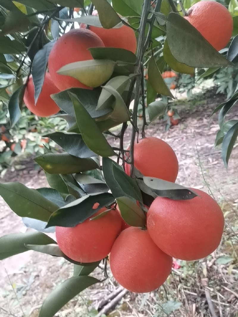 血橙血脐玫瑰血橙接受预定糖度高血丝好