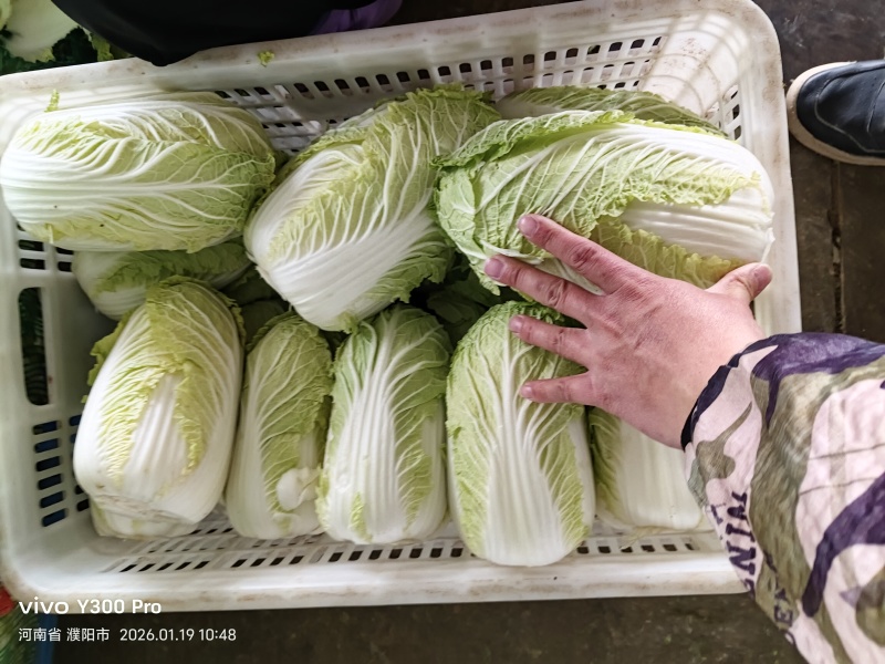 河南省安阳市内黄县加工娃娃菜