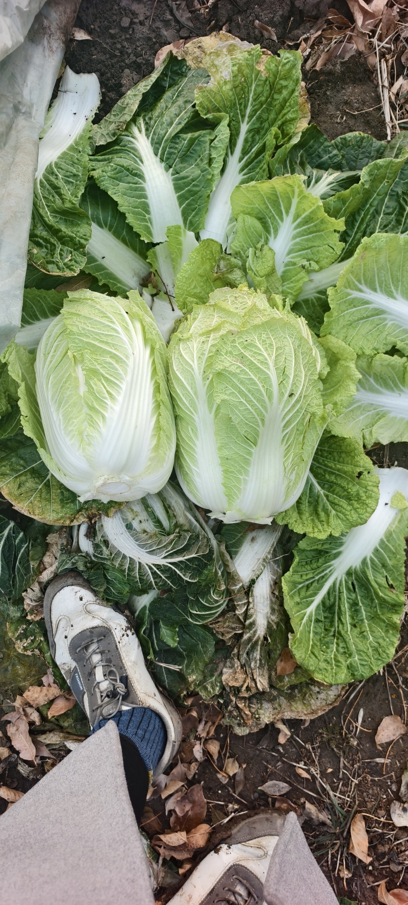平度地区优质黄心大白长期有货量大价优质量保证