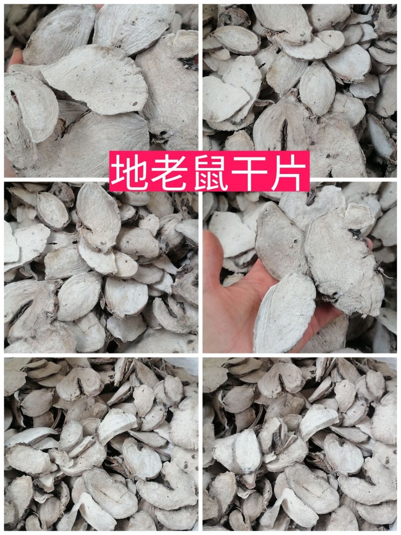 广东入地老鼠干货入地老鼠干货紫茉莉根干货