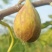 无花果苗根系发达粗度1公分以上久留米芭劳奈无花果苗