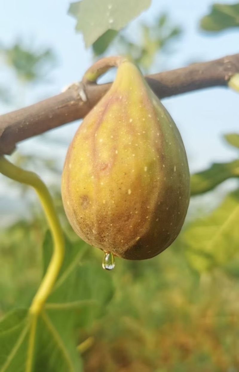 无花果苗根系发达粗度1公分以上久留米芭劳奈无花果苗