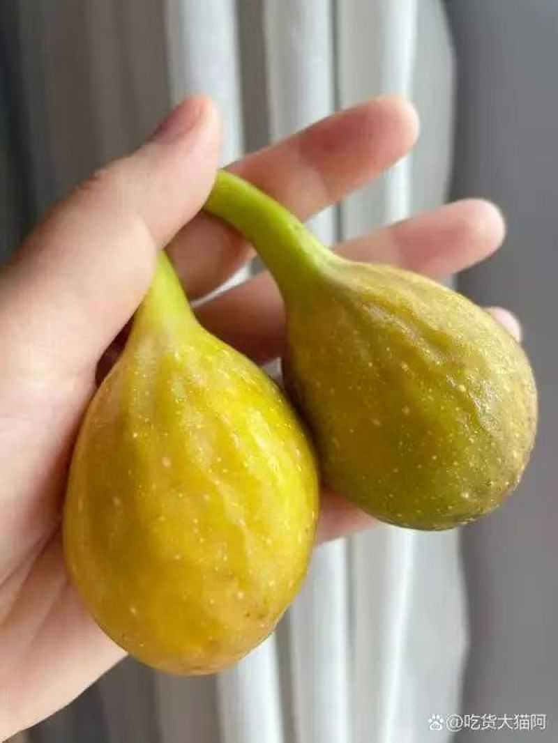 无花果苗根系发达粗度1公分以上久留米芭劳奈无花果苗