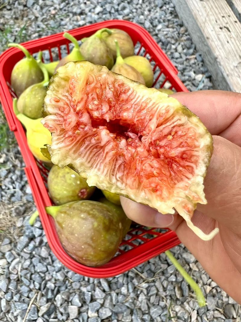 无花果苗根系发达粗度1公分以上久留米芭劳奈无花果苗