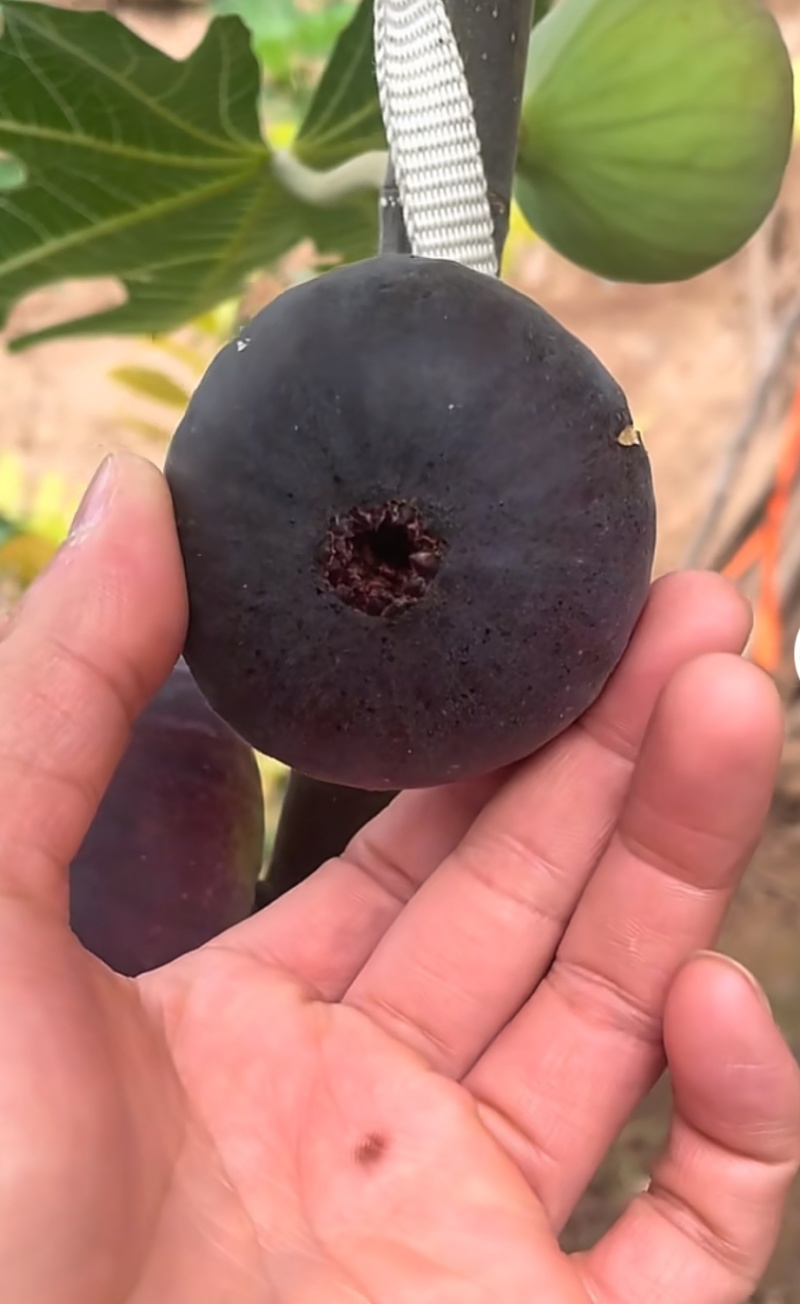 无花果苗根系发达粗度1公分以上久留米芭劳奈无花果苗