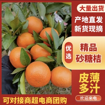 广西武鸣砂糖橘产地直发新货现摘量大价优欢迎致电