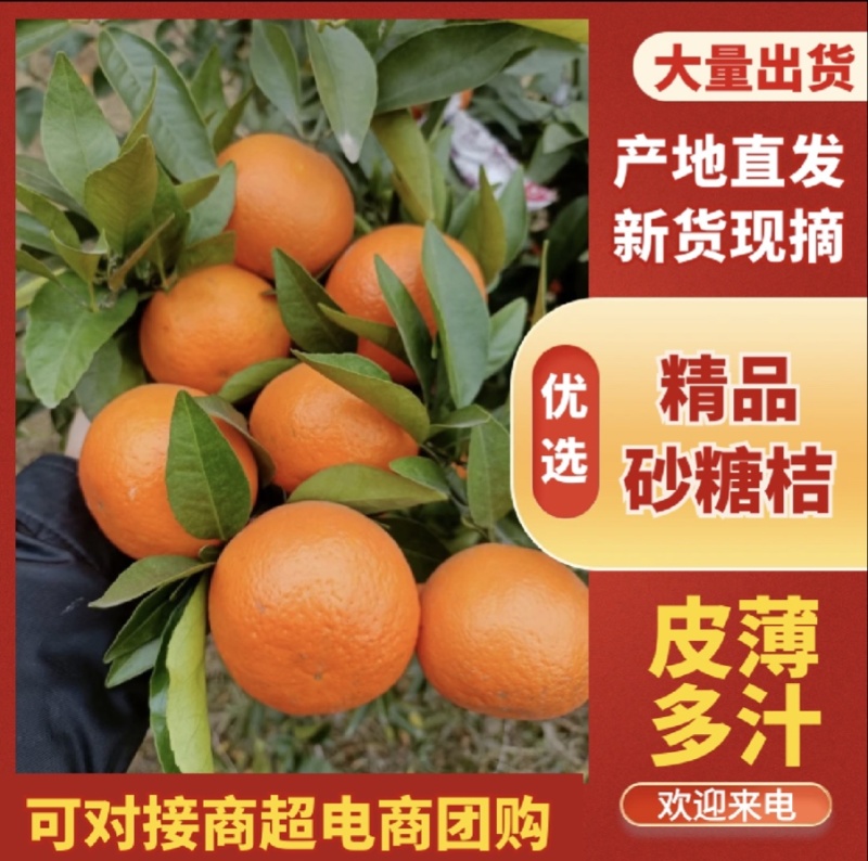 广西武鸣砂糖橘产地直发新货现摘量大价优欢迎致电
