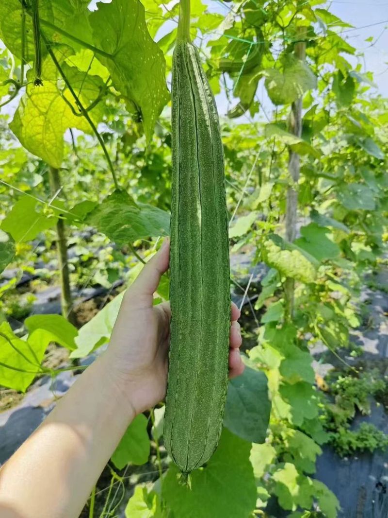 夏强甜丝瓜种子花点丝瓜种籽甜脆棱角丝瓜种蔬菜种子原