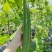 夏强甜丝瓜种子花点丝瓜种籽甜脆棱角丝瓜种蔬菜种子原