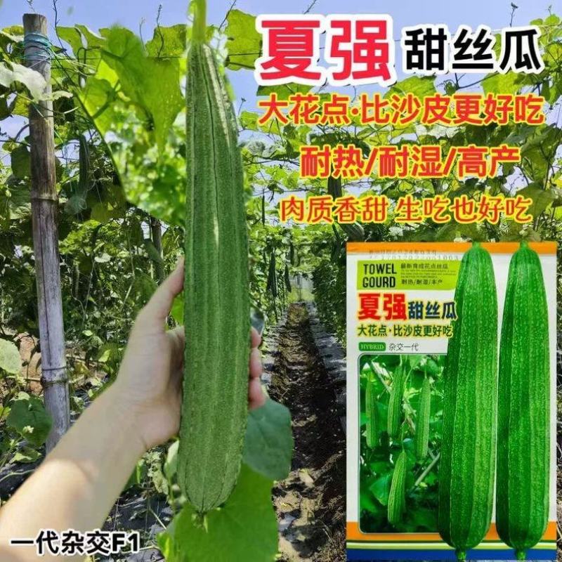 夏强甜丝瓜种子花点丝瓜种籽甜脆棱角丝瓜种蔬菜种子原