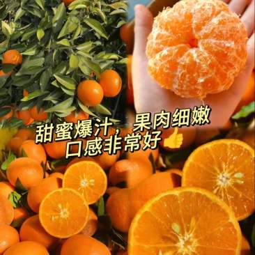 广西武鸣精品沃柑产地直发支持商超电商量大价优