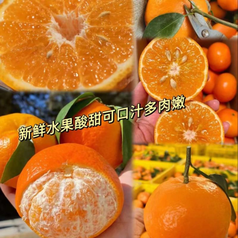 广西武鸣精品沃柑支持商超电商量大有货产地直发
