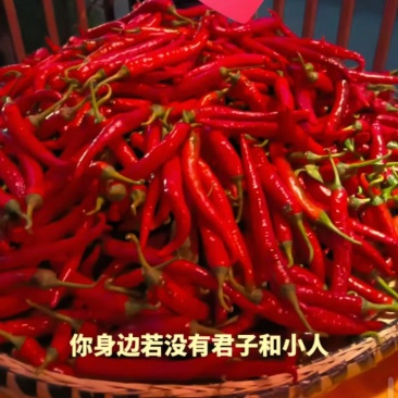 干辣椒