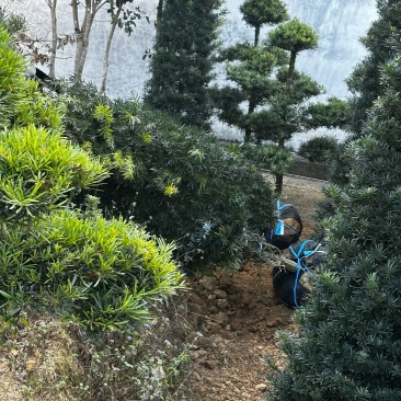 精品罗汉松，基地直供，规格齐全！枝干粗壮，树形优美。