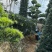 精品罗汉松，基地直供，规格齐全！枝干粗壮，树形优美。