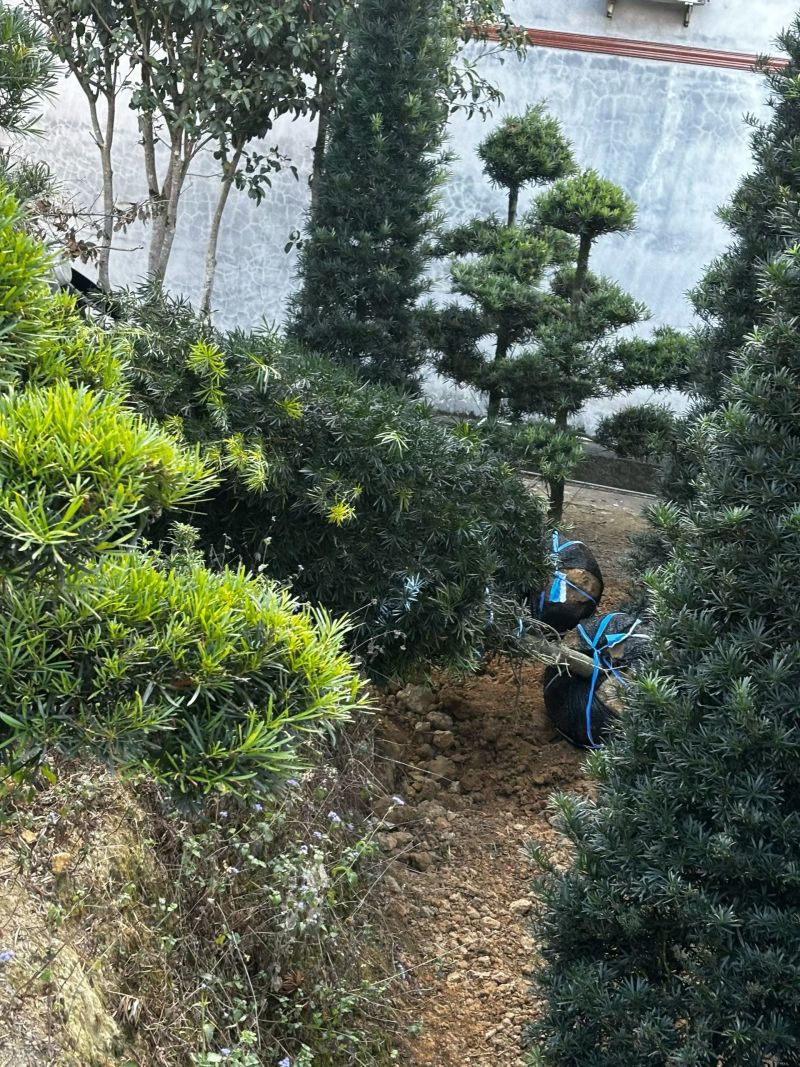 精品罗汉松，基地直供，规格齐全！枝干粗壮，树形优美。