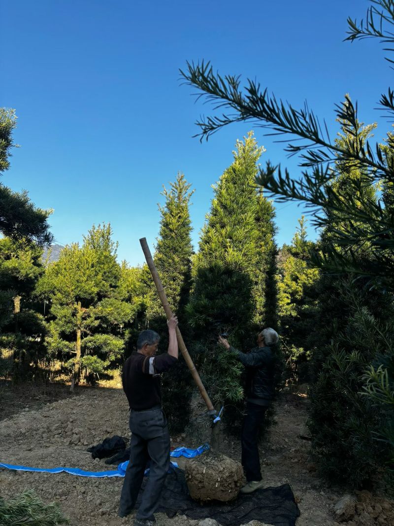 精品罗汉松，基地直供，规格齐全！枝干粗壮，树形优美。