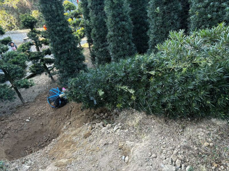 精品罗汉松，基地直供，规格齐全！枝干粗壮，树形优美。