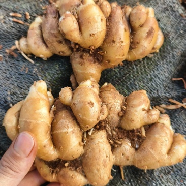 沙姜种苗