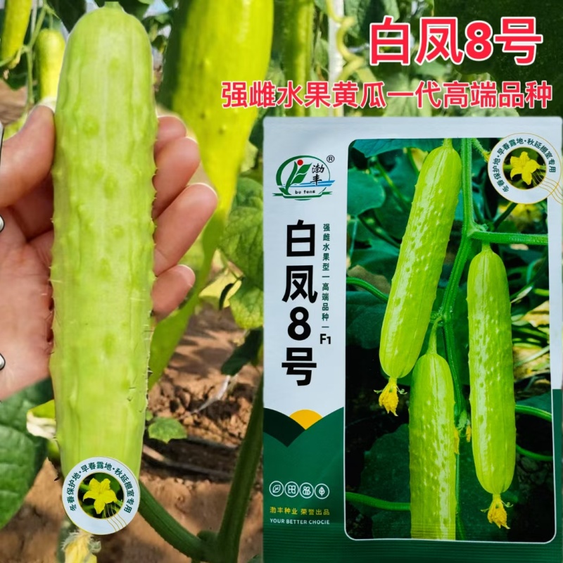 萃峰白玉黄瓜种子清香脆嫩水果黄瓜种子强雌高产春秋种植蔬菜