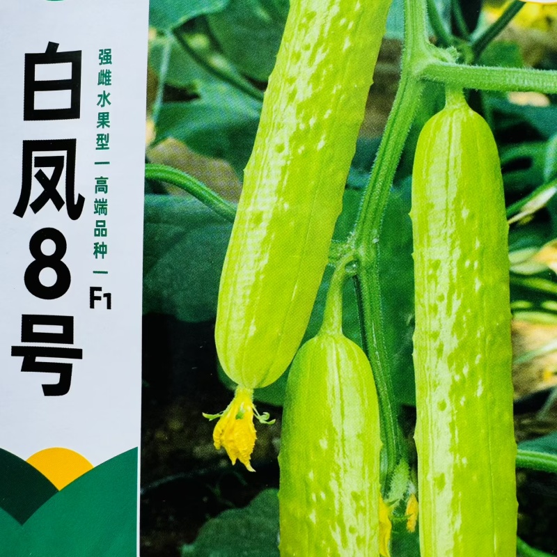 萃峰白玉黄瓜种子清香脆嫩水果黄瓜种子强雌高产春秋种植蔬菜