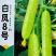 萃峰白玉黄瓜种子清香脆嫩水果黄瓜种子强雌高产春秋种植蔬菜
