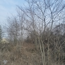 丛生朴树单杆3-15公分，3-8杆每丛，