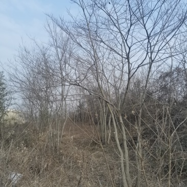 丛生朴树单杆3-15公分，3-8杆每丛，