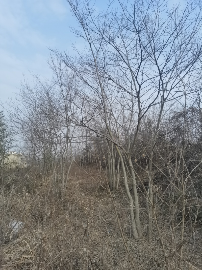 丛生朴树单杆3-15公分，3-8杆每丛，
