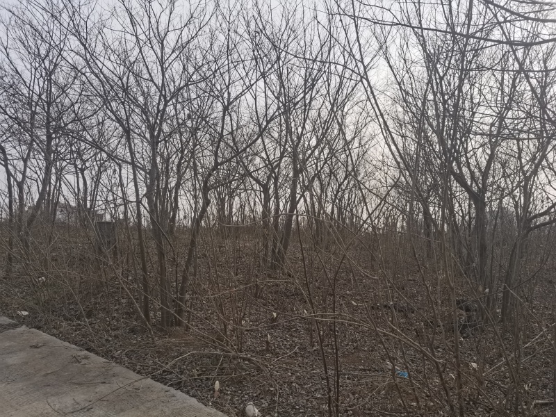 丛生朴树单杆3-15公分，3-8杆每丛，