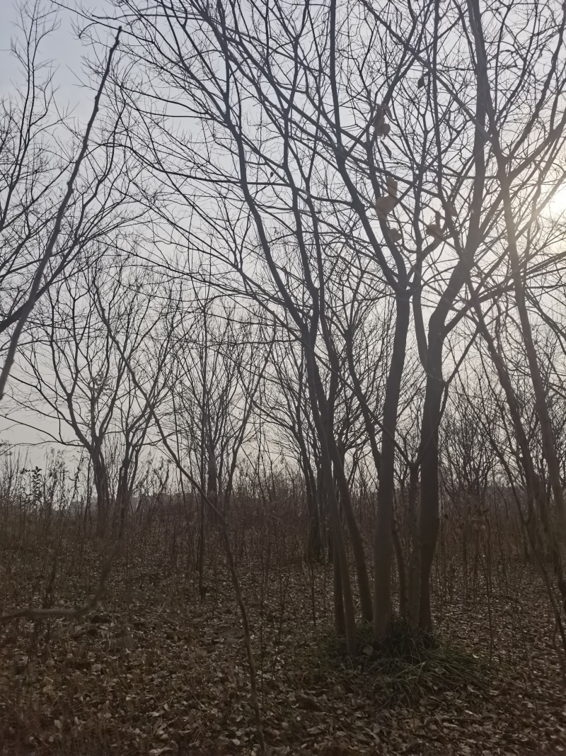 丛生朴树单杆3-15公分，3-8杆每丛，