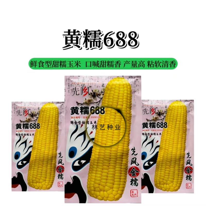 黄糯688玉米种子抗倒矮杆玉米种子大田春夏播白轴杂交玉米