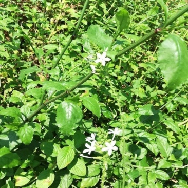 正宗白花丹