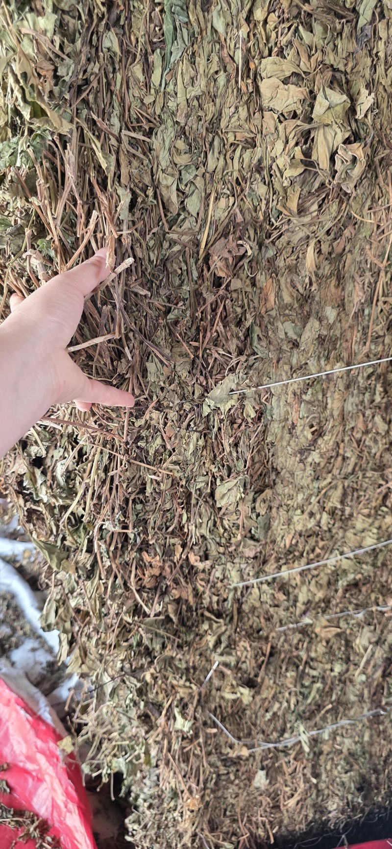 【鱼腥草】【产地直销】【家折耳根】【中药材】【量大从优】